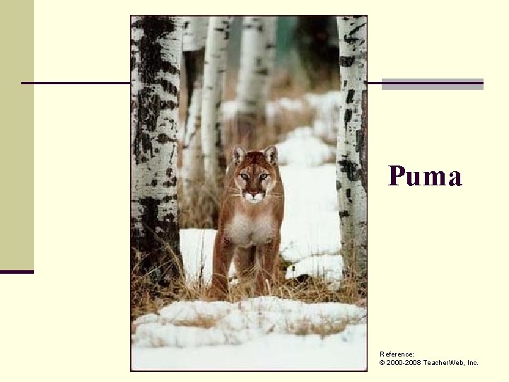 Puma Reference: © 2000 -2008 Teacher. Web, Inc. 