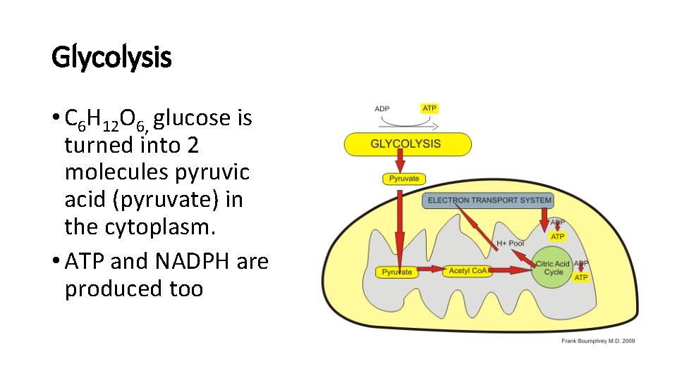 Glycolysis • C 6 H 12 O 6, glucose is turned into 2 molecules