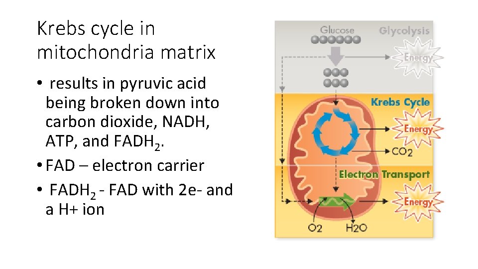 Krebs cycle in mitochondria matrix • results in pyruvic acid being broken down into