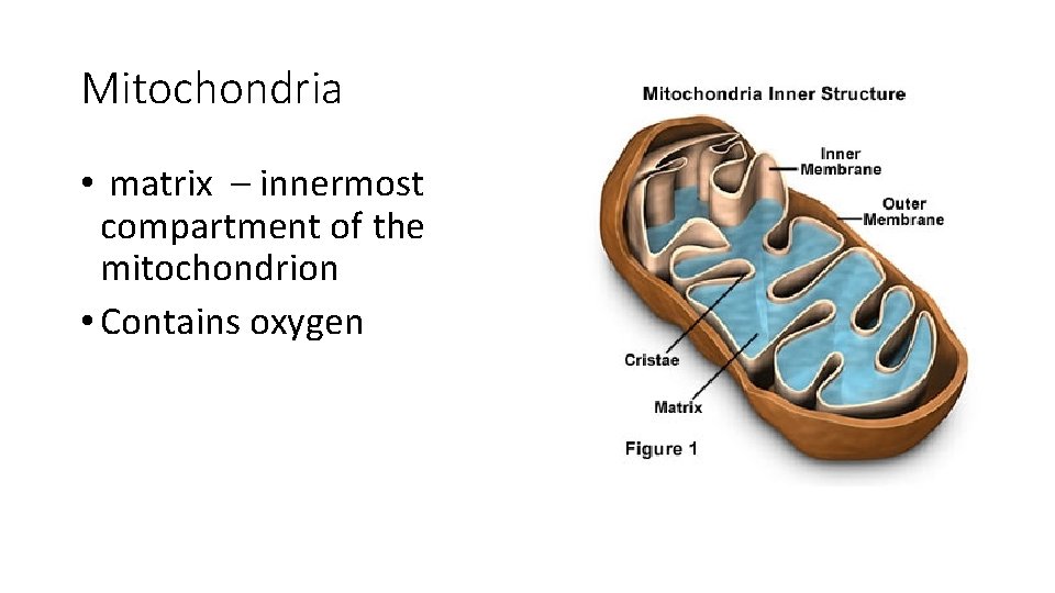 Mitochondria • matrix – innermost compartment of the mitochondrion • Contains oxygen 