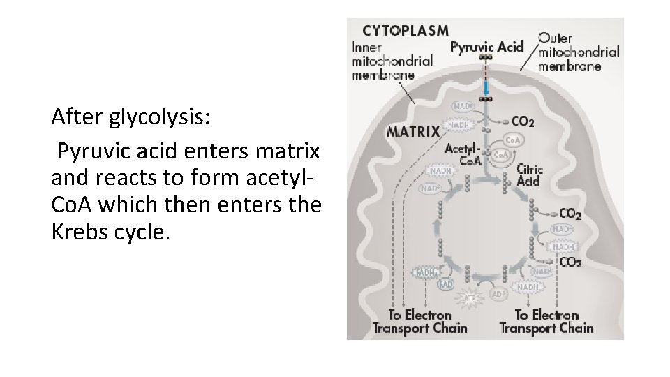 After glycolysis: Pyruvic acid enters matrix and reacts to form acetyl Co. A which