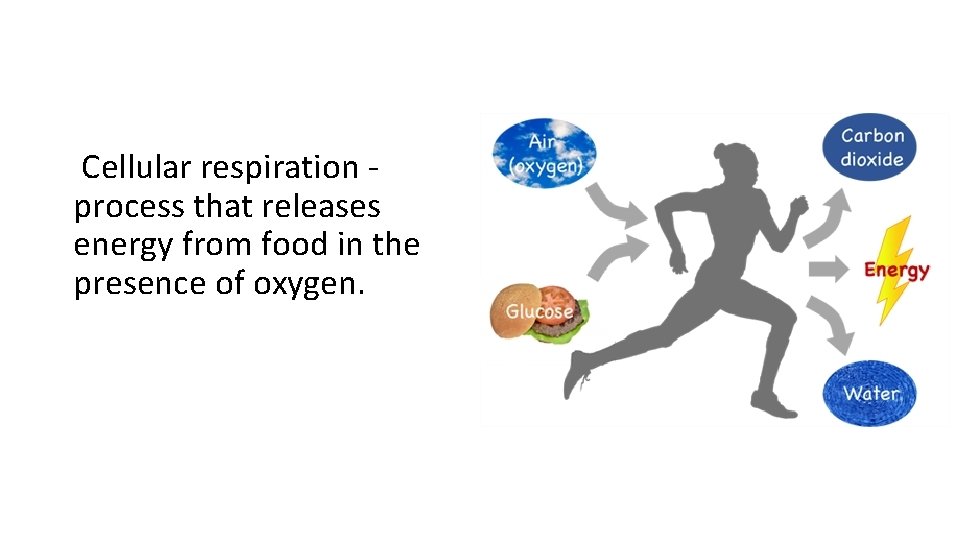 Cellular respiration process that releases energy from food in the presence of oxygen. 