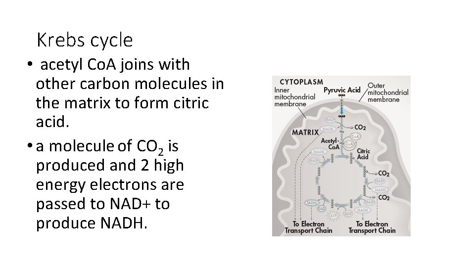 Krebs cycle • acetyl Co. A joins with other carbon molecules in the matrix