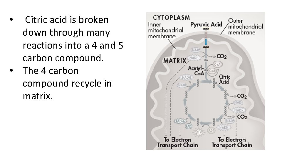 Citric acid is broken down through many reactions into a 4 and 5 carbon