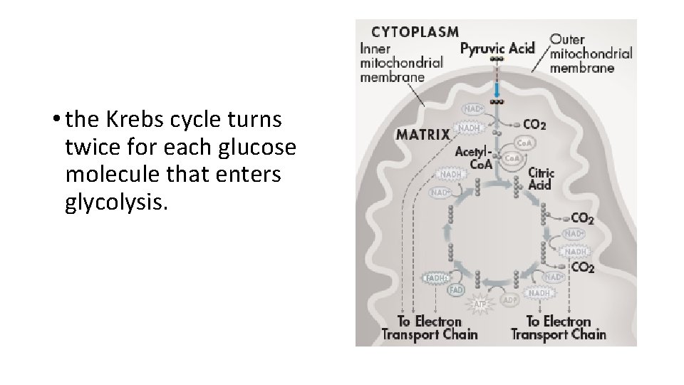  • the Krebs cycle turns twice for each glucose molecule that enters glycolysis.