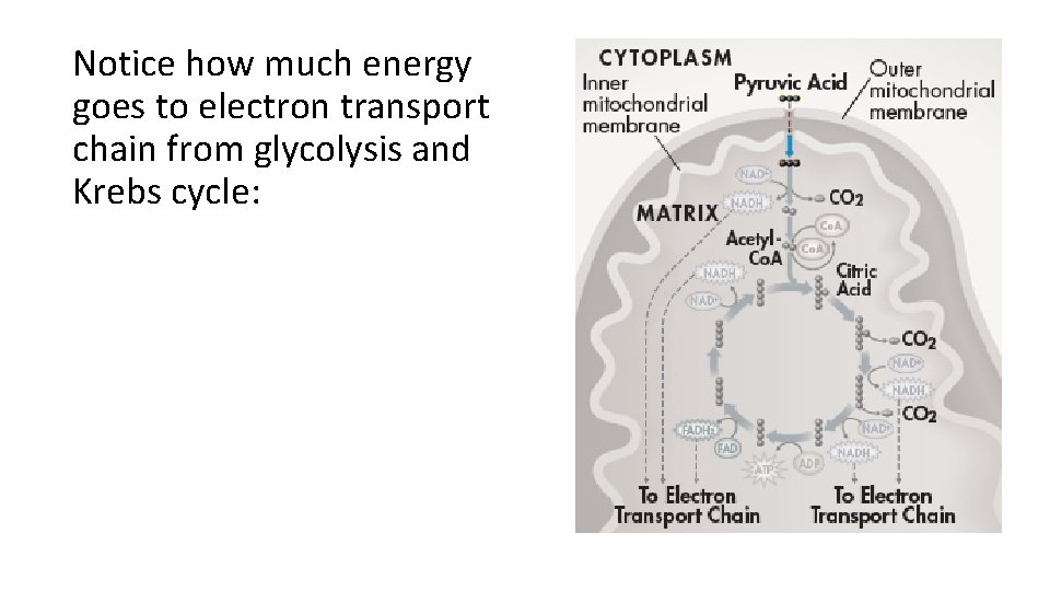 Notice how much energy goes to electron transport chain from glycolysis and Krebs cycle: