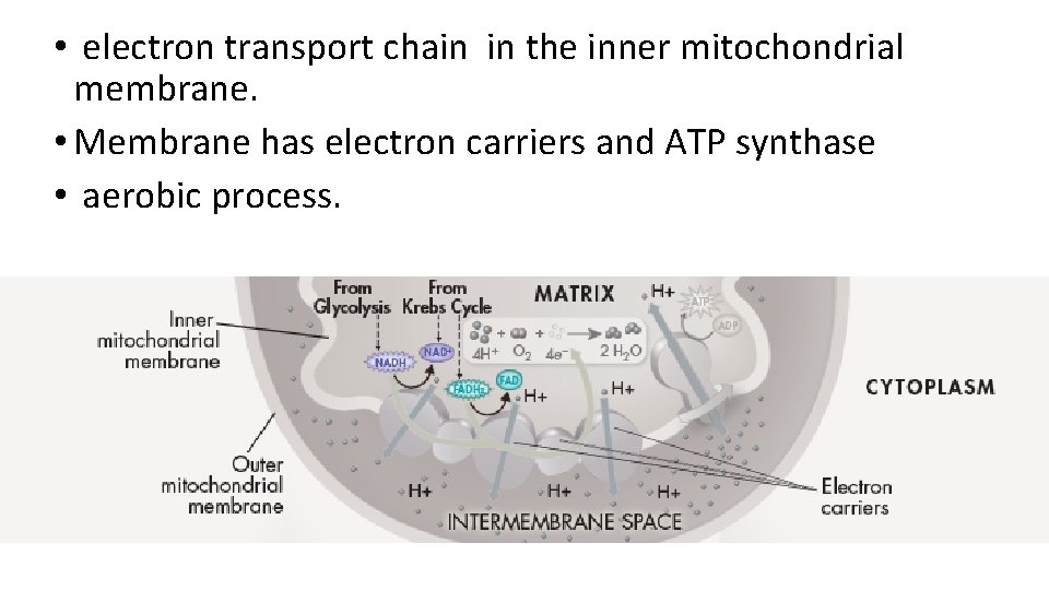  • electron transport chain in the inner mitochondrial membrane. • Membrane has electron