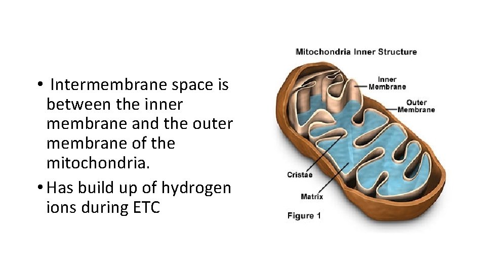  • Intermembrane space is between the inner membrane and the outer membrane of