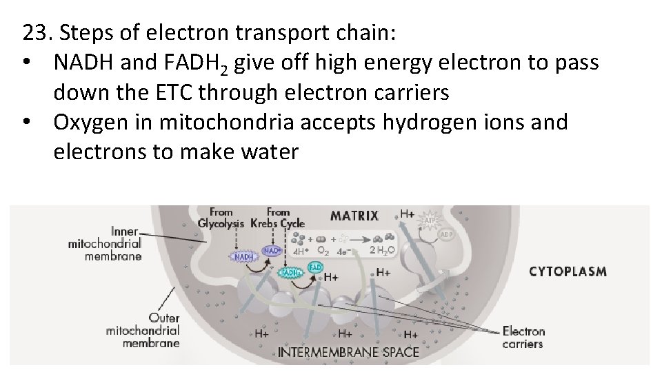 23. Steps of electron transport chain: • NADH and FADH 2 give off high