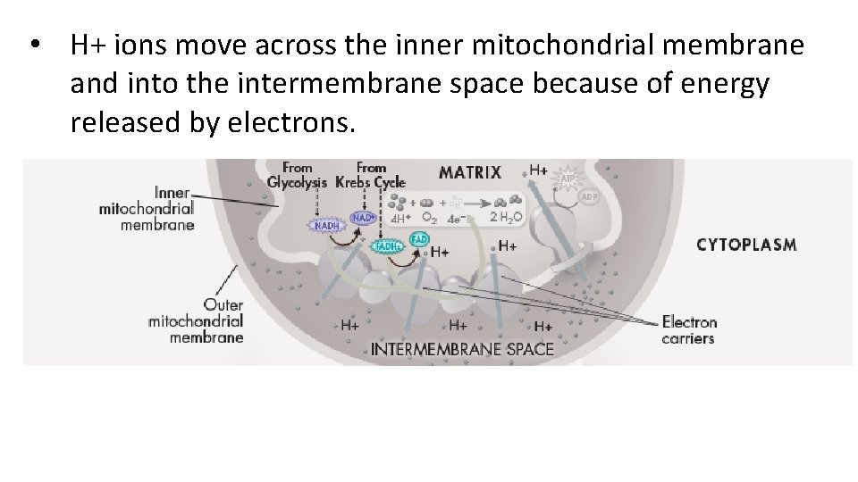  • H+ ions move across the inner mitochondrial membrane and into the intermembrane