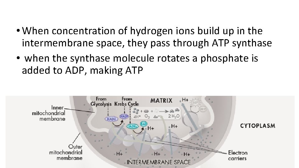  • When concentration of hydrogen ions build up in the intermembrane space, they