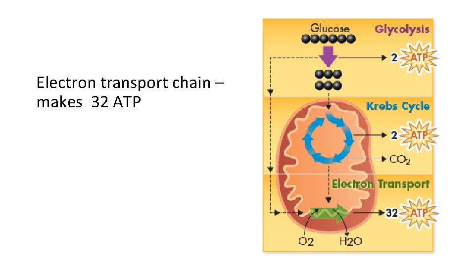 Electron transport chain – makes 32 ATP 