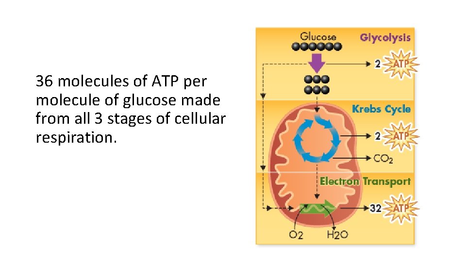 36 molecules of ATP per molecule of glucose made from all 3 stages of