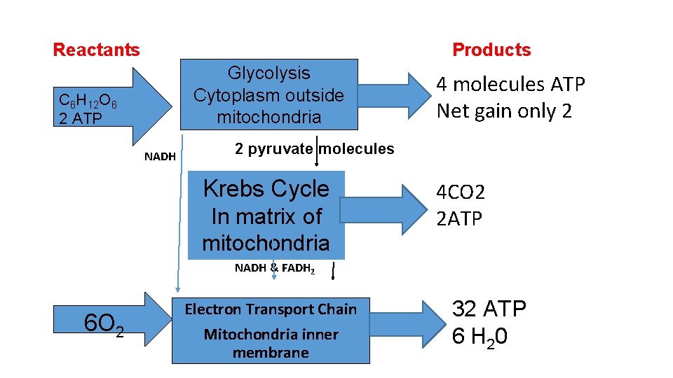 Reactants Products Glycolysis Cytoplasm outside mitochondria C 6 H 12 O 6 2 ATP