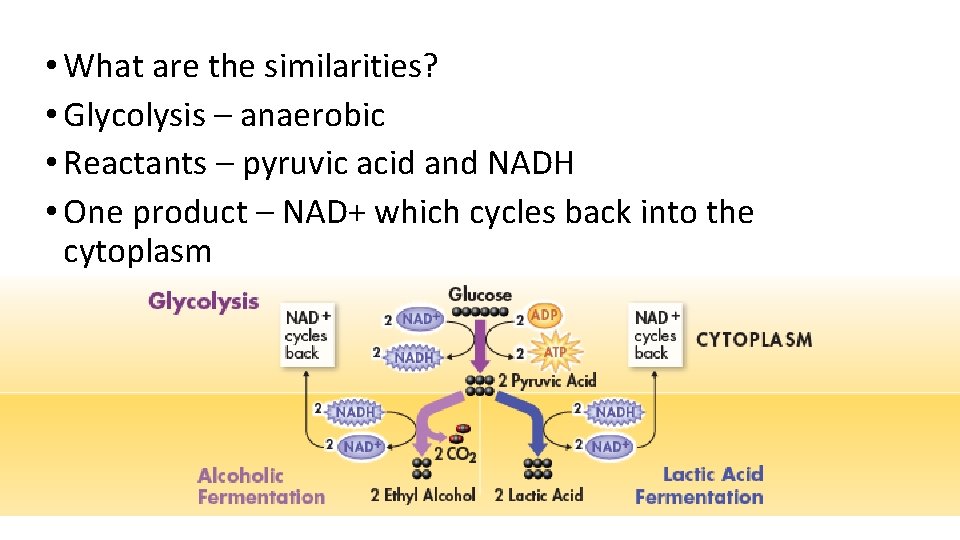  • What are the similarities? • Glycolysis – anaerobic • Reactants – pyruvic