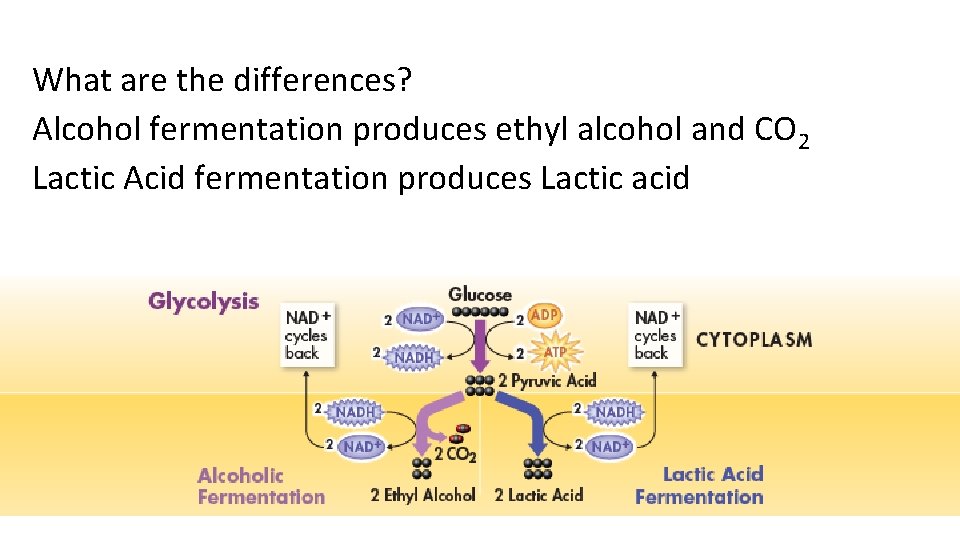 What are the differences? Alcohol fermentation produces ethyl alcohol and CO 2 Lactic Acid