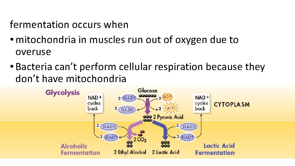 fermentation occurs when • mitochondria in muscles run out of oxygen due to overuse