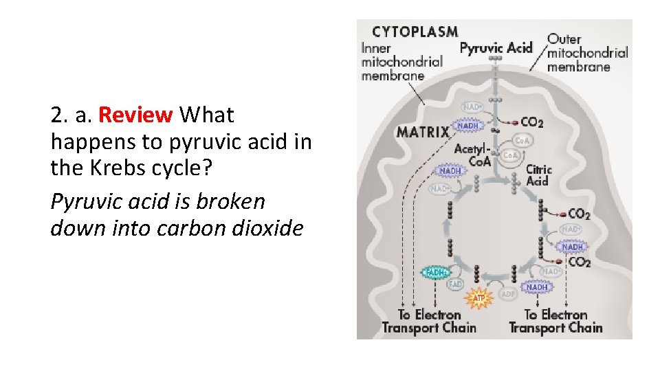 2. a. Review What happens to pyruvic acid in the Krebs cycle? Pyruvic acid