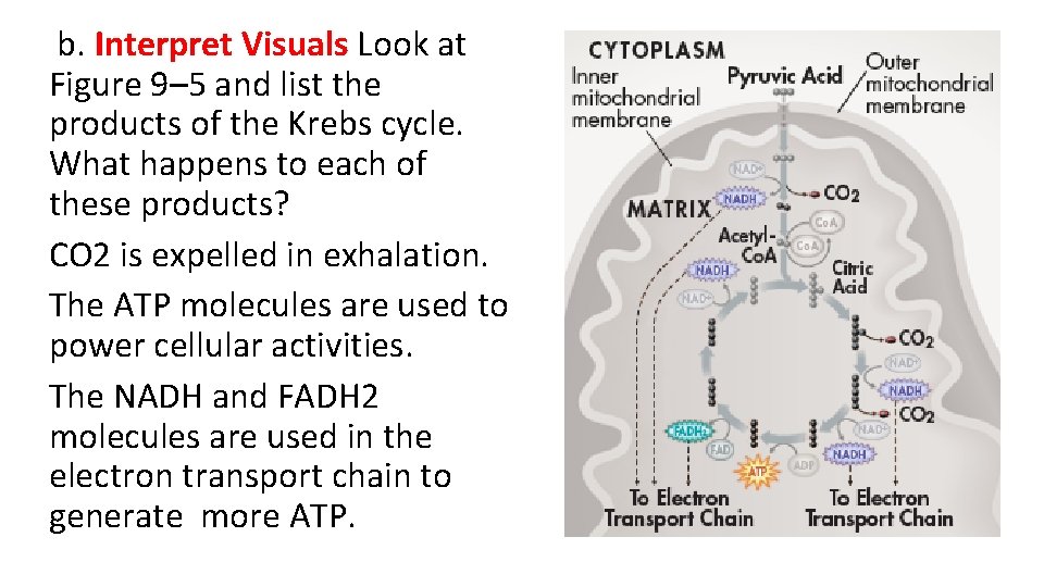 b. Interpret Visuals Look at Figure 9– 5 and list the products of the