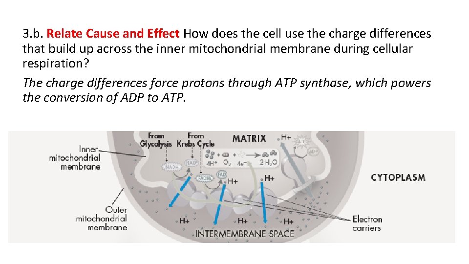 3. b. Relate Cause and Effect How does the cell use the charge differences