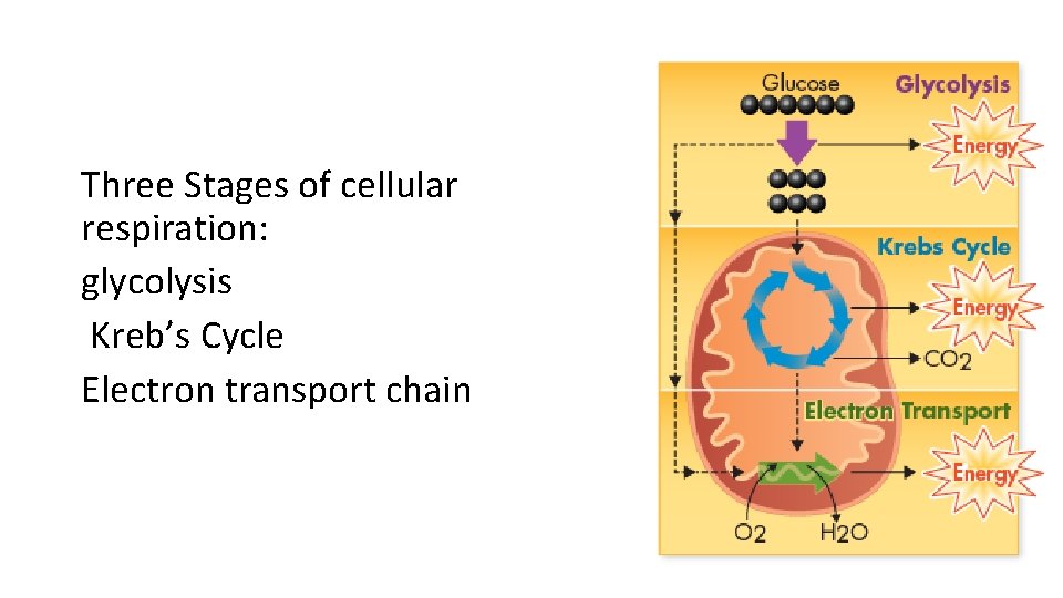 Three Stages of cellular respiration: glycolysis Kreb’s Cycle Electron transport chain 