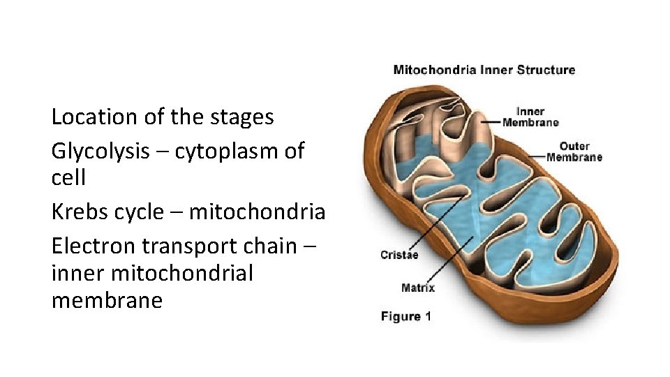 Location of the stages Glycolysis – cytoplasm of cell Krebs cycle – mitochondria Electron