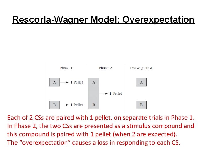 Rescorla-Wagner Model: Overexpectation Each of 2 CSs are paired with 1 pellet, on separate