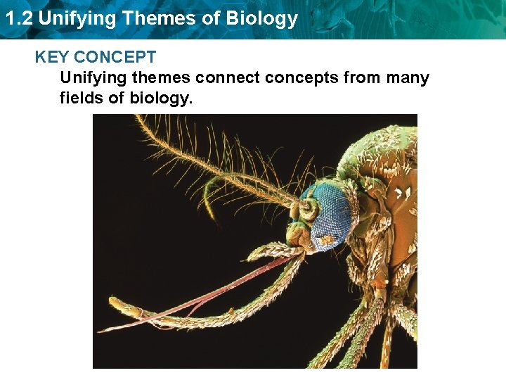 1. 2 Unifying Themes of Biology KEY CONCEPT Unifying themes connect concepts from many