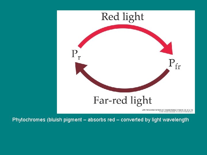 Phytochromes (bluish pigment – absorbs red – converted by light wavelength Phytochromes (bluish pigment – absorbs red – converted by light wavelength