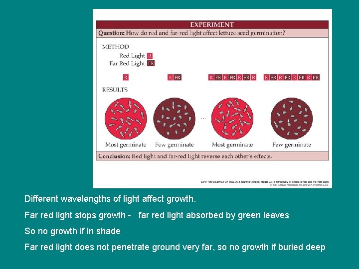 Different wavelengths of light affect growth. Far red light stops growth - far red Different wavelengths of light affect growth. Far red light stops growth - far red
