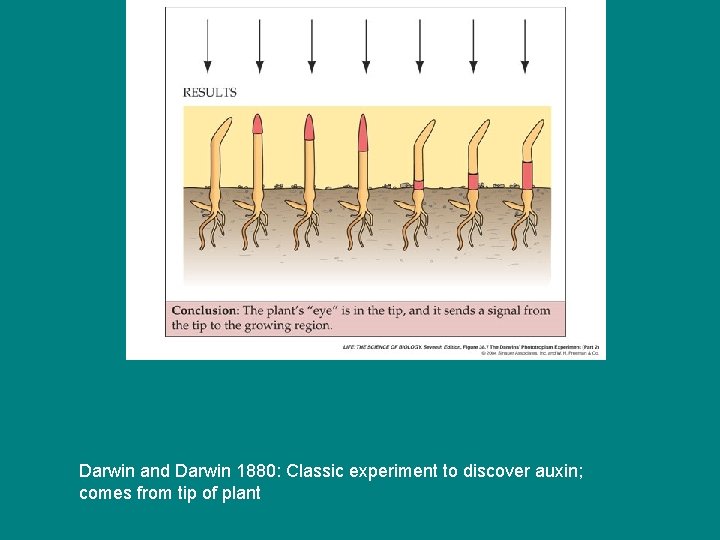 Darwin and Darwin 1880: Classic experiment to discover auxin; comes from tip of plant Darwin and Darwin 1880: Classic experiment to discover auxin; comes from tip of plant