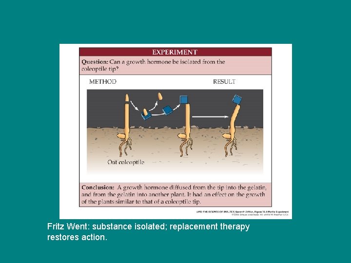 Fritz Went: substance isolated; replacement therapy restores action. Fritz Went: substance isolated; replacement therapy restores action.