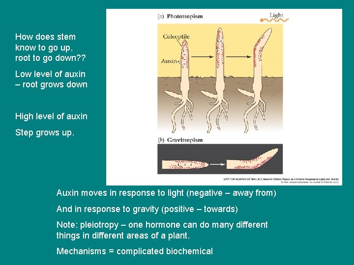 How does stem know to go up, root to go down? ? Low level How does stem know to go up, root to go down? ? Low level