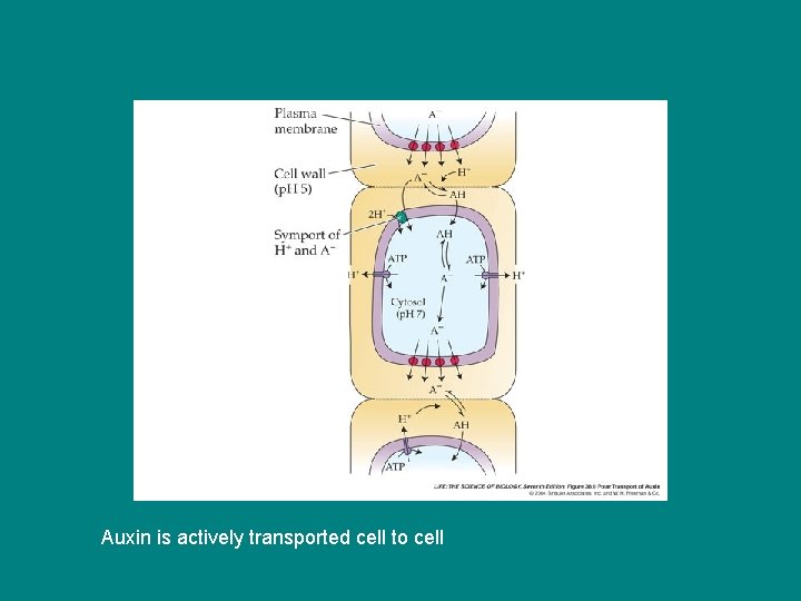 Auxin is actively transported cell to cell Auxin is actively transported cell to cell