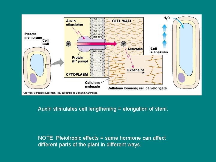 Auxin stimulates cell lengthening = elongation of stem. NOTE: Pleiotropic effects = same hormone Auxin stimulates cell lengthening = elongation of stem. NOTE: Pleiotropic effects = same hormone
