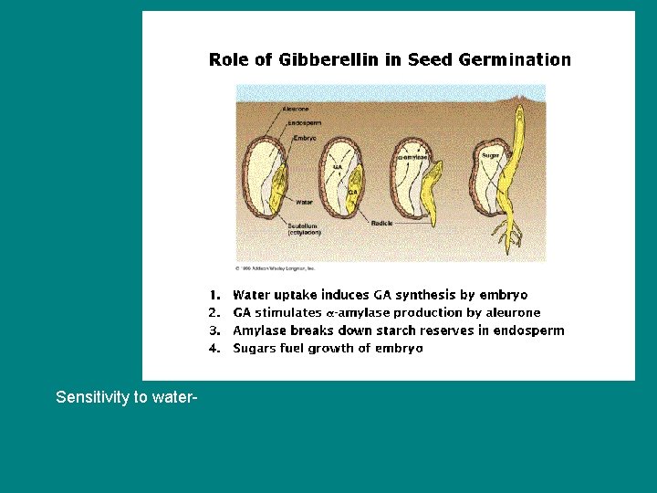 Sensitivity to water- Sensitivity to water-