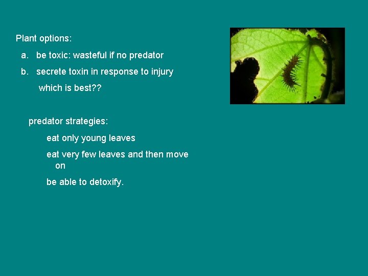 Plant options: a. be toxic: wasteful if no predator b. secrete toxin in response Plant options: a. be toxic: wasteful if no predator b. secrete toxin in response