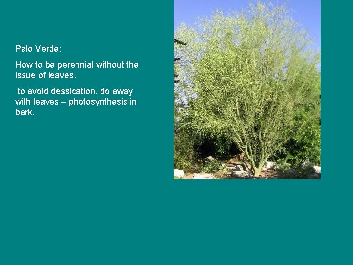 Palo Verde; How to be perennial without the issue of leaves. to avoid dessication, Palo Verde; How to be perennial without the issue of leaves. to avoid dessication,