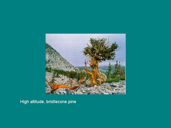 High altitude, bristlecone pine High altitude, bristlecone pine