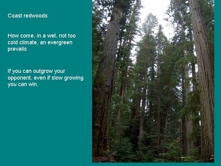 Coast redwoods How come, in a wet, not too cold climate, an evergreen prevails Coast redwoods How come, in a wet, not too cold climate, an evergreen prevails
