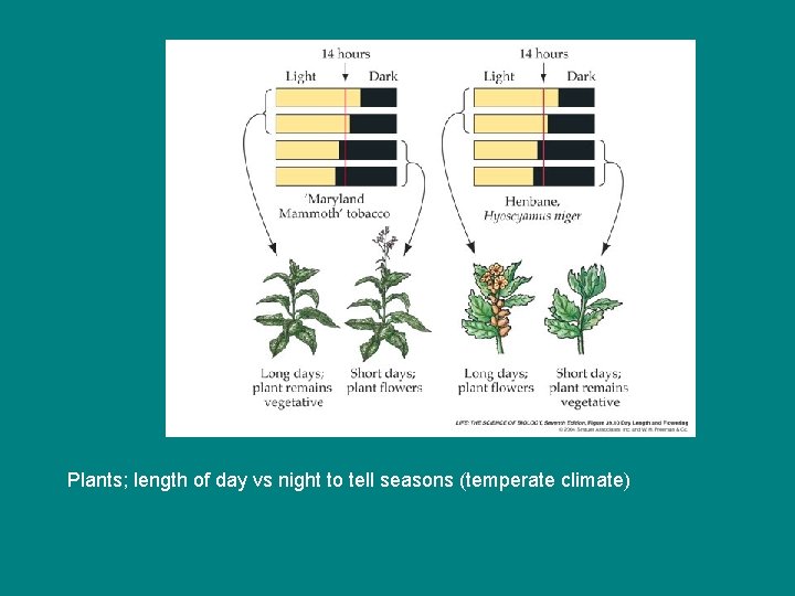 Plants; length of day vs night to tell seasons (temperate climate) Plants; length of day vs night to tell seasons (temperate climate)