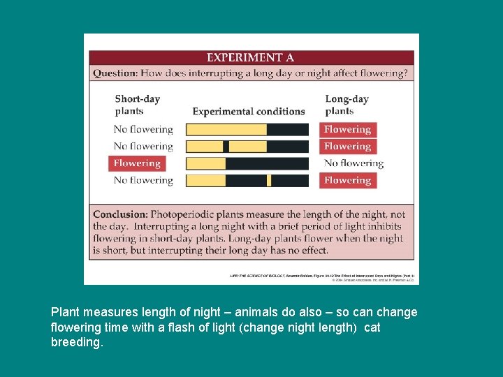 Plant measures length of night – animals do also – so can change flowering Plant measures length of night – animals do also – so can change flowering