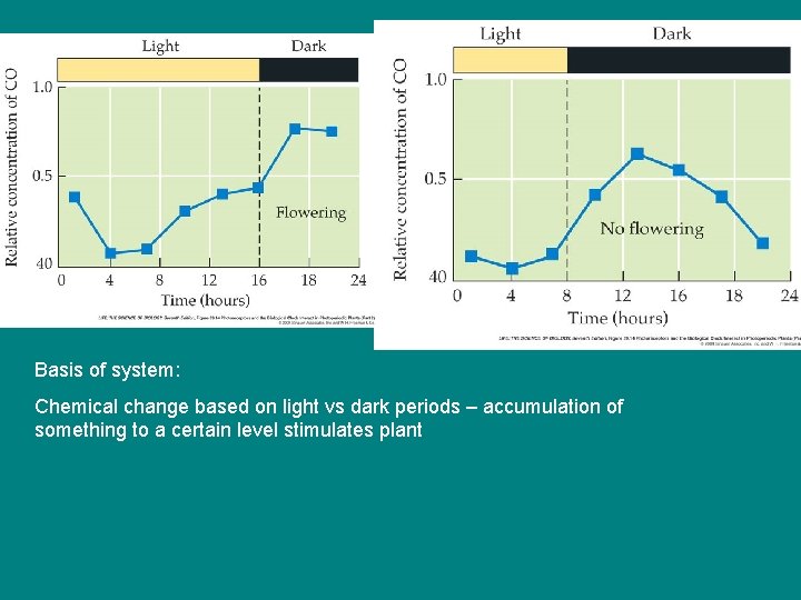 Basis of system: Chemical change based on light vs dark periods – accumulation of Basis of system: Chemical change based on light vs dark periods – accumulation of
