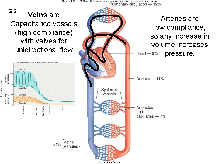 S 2 Veins are Capacitance vessels (high compliance) with valves for unidirectional flow Figure
