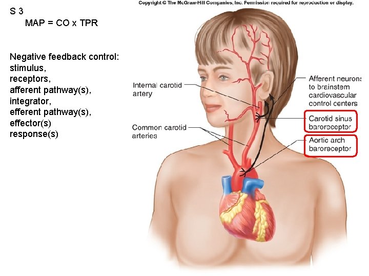 S 3 MAP = CO x TPR Fig. 12. 53 Negative feedback control: stimulus,