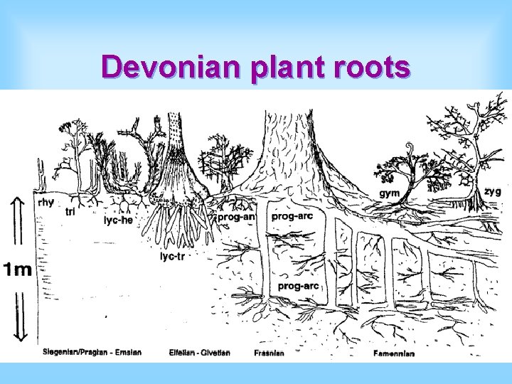 Devonian plant roots 