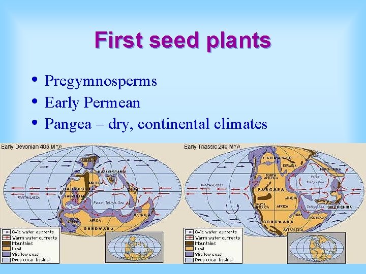 First seed plants • • • Pregymnosperms Early Permean Pangea – dry, continental climates