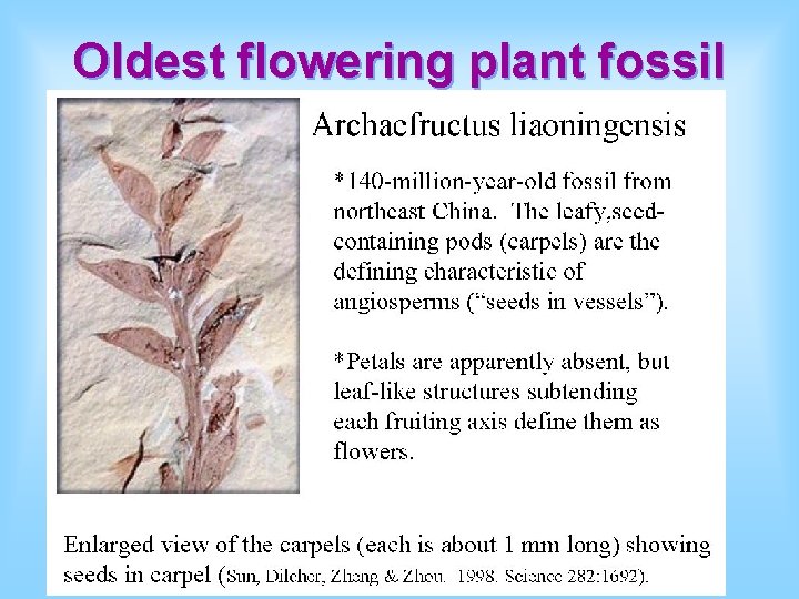 Oldest flowering plant fossil 