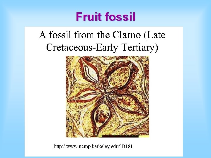 Fruit fossil 