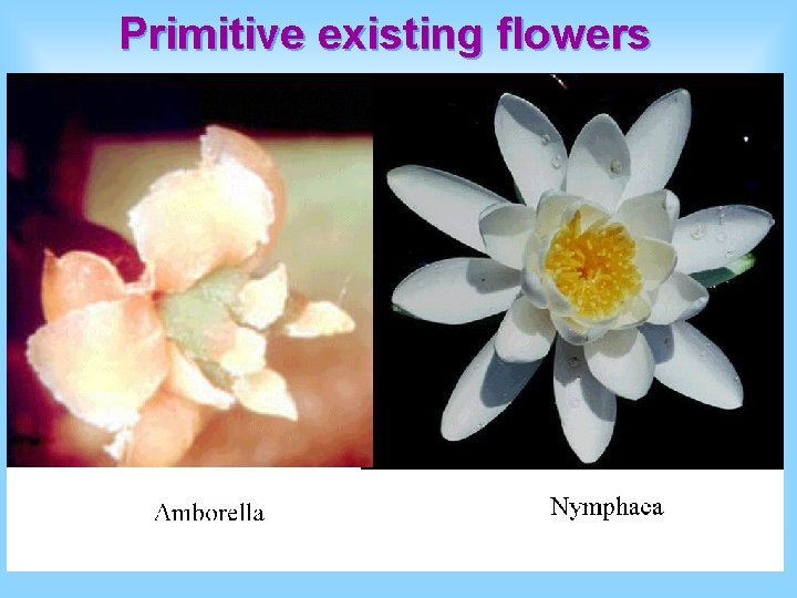 Primitive existing flowers 